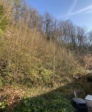 Baumdienst Behan Bild 15