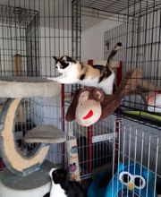 L'arche de Corinne image 12