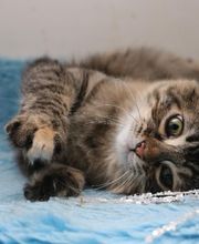 Village Canin le Grand l'Ilot image 5