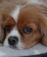 Asenack Association image 17