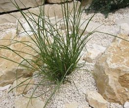 Madano Gartenbau & Gartenpflege Bild 5