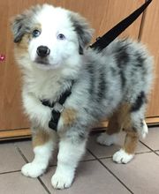 Clinique Vétérinaire de la Montagne - Luna Park image 12