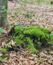 FriedWald Bad Berka Bild 3