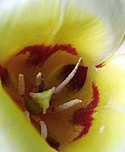 Anais Fleurs image 2