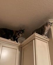 Parkwood Animal Hospital & Boarding image 10