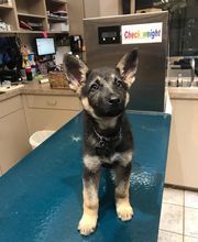 Deer Park Veterinary Hospital image 19