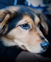 Kleintierpraxis Dr. Witschi Bild 2