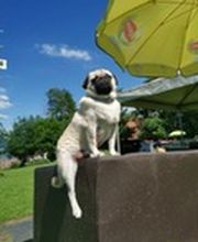 Alpepfötli GmbH Bild 6