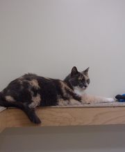 Onion River Animal Hospital image 9