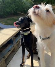 Hundezentrum Rhein-Main GbR Bild 9