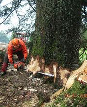 Eggenberger Forst AG Bild 4