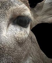 Carroll's Wildlife Taxidermy image 15