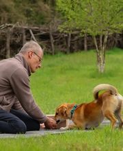 Hundezentrum Saarburg Bild 7