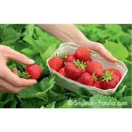 Funck Erdbeeren