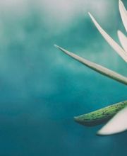 Véronique de Rambures image 8