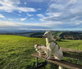 Haku & Co Hundeschule Bild 1