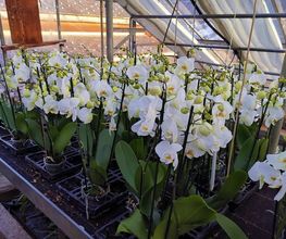 Oesch Fleurs & Jardins SA Bild 12