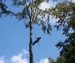 Baumdienst Harzer Bild 1