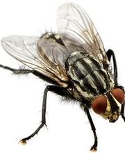 Lloyd Pest & Termite Control image 18