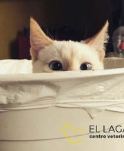 Centro veterinario El Lagar imagen 4