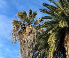 poda-palmera-washingtonia-filifera.jpg