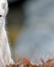 Zürcher Tierschutz Bild 9