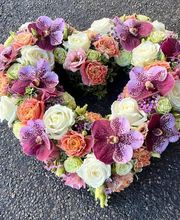 Hellebore image 7