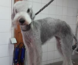Animalook image 16