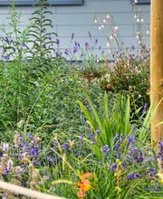 Schneebeli Blumen & Garten Bild 5