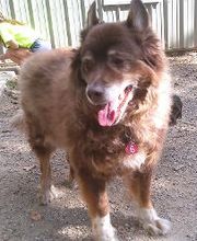 Brentwood Animal Campus image 3