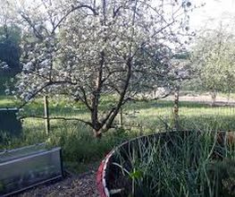 Bio Hunn Bild 2