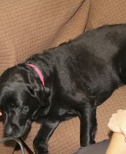 Skippack Animal Hospital image 5