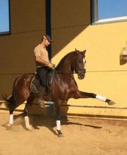 Centro Ecuestre Miguel Benítez-Cano imagen 5