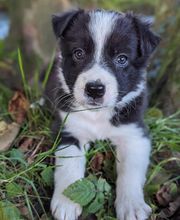 Elevage la Vallée des Petits Bois image 5