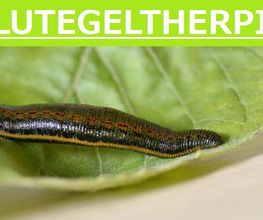 Naturheilpraxis Meschede Bild 3