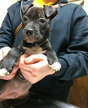 Apple Valley Veterinary Clinic image 1