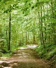 FriedWald Heiligenberg Bild 1