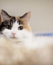 Harbor Animal Hospital image 6