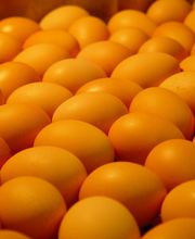 Sarl Domaine de Saint-Louis image 3