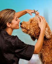Pet Paradise Kyle image 19