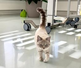 Katzen-Praxis.ch Bild 8
