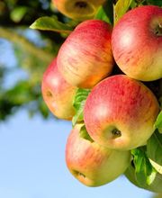 Pépinières Lafitte image 13