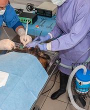 CLINIQUE VETERINAIRE DE LA VALLEE image 14