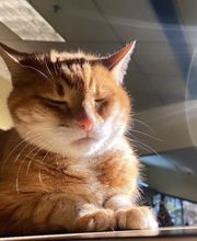 Shiloh Veterinary Hospital image 1