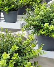 F&F Haus und Gartenservice Bild 2