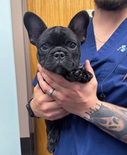 Anchor Animal Hospital image 1