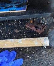 Action 3D Nuisibles image 3