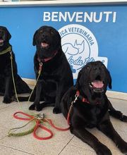 Clinica Veterinaria Leonardo da Vinci immagine 4