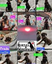 Diesel Dobermans image 1