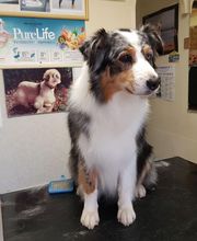 Aline Toilettage image 3